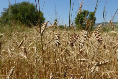 Yeniden Refah Partisi, çiftçinin durumunu anlamak için tarlada tarım yapıyor