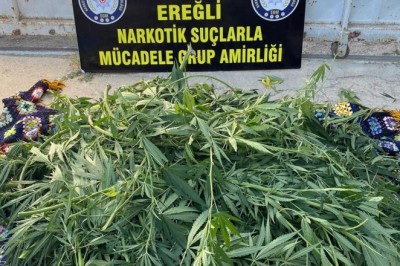 Konya’da domates tarlasında Hint keneviri ele geçirildi