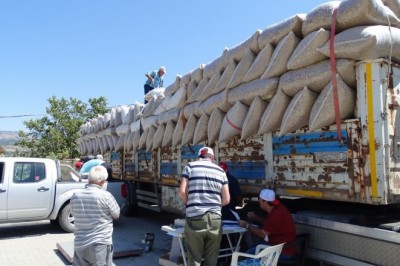 Emet ve Hisarcık’ta haşhaş kapsülü alımları tamamlandı