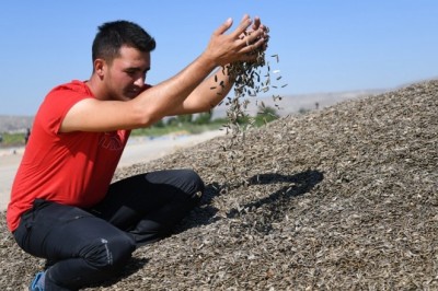 Kayseri’de Ay Çekirdeği Hasadı Başladı