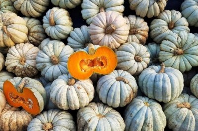 2020'de Düzce’de en çok bal kabağı üretildi