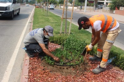 Kemer’de takades çiçeği açacak