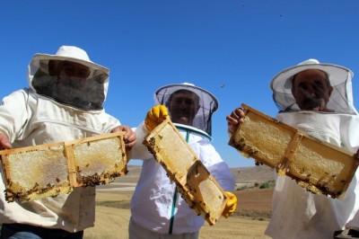 En tatlı hasat başladı, üreticiler kuraklıktan dertli
