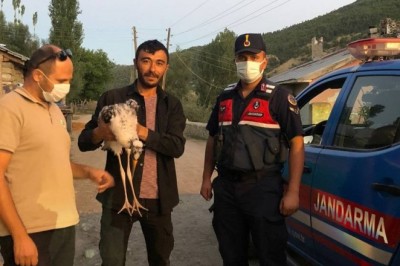 Nesli tükenme altında, köylüler buldu