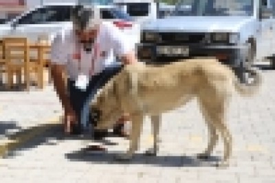 Alanya Belediyesi'nden sokak hayvanları çalışması