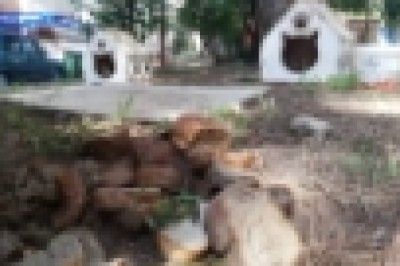 Sokak hayvanları için bırakılan bayat ekmekler, hayvanların sağlığını tehdit ediyor