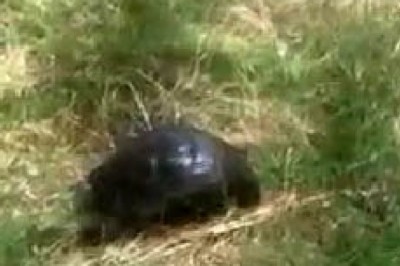 Zifte bulanmış halde bulunan kaplumbağa, temizlenerek tekrar doğaya bırakıldı