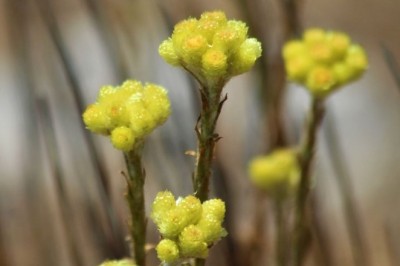 Dünyada 11 adet kalan 'Aydın Ölmez Çiçeği' korunmayı bekliyor