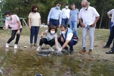 İstanbul’da 14 gölette 573 bin 500 adet sazan yavrusu bırakıldı