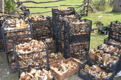 Sinop ormanlarından fışkıran fesleğen ve yumurta mantarı köylülere ek gelir kapısı oldu