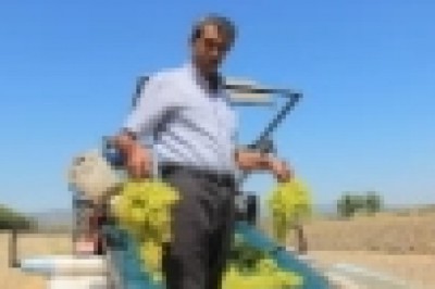 Üzümcünün kulağı bakandan gelecek müjdeli haberde