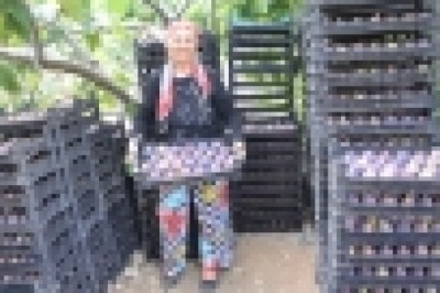 Antalya’da 800 rakımlı köyde taze incir hasadı başladı