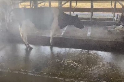 Aşırı sıcak hava hayvanları da olumsuz etkiliyor