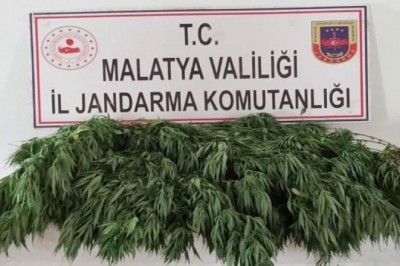 Bahçede esrar ve kenevir ele geçirildi