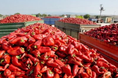 Kapya biberinde hasat başladı, çiftçi umutlu