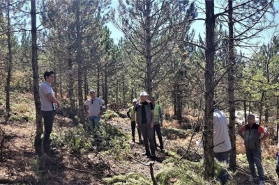 Emet ormanlarında inceleme