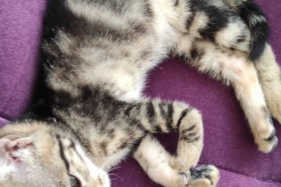 Ayağı kırık olarak bulunan yavru kedi yardım bekliyor