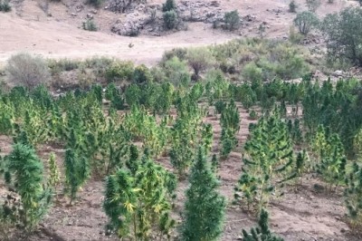 Bingöl’de 591 kilo esrar ve 251 bin kök kenevir geçirildi: 3 gözaltı