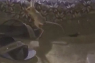 Kırmızı listede bulunan kanguru faresi, çadırda görüldü