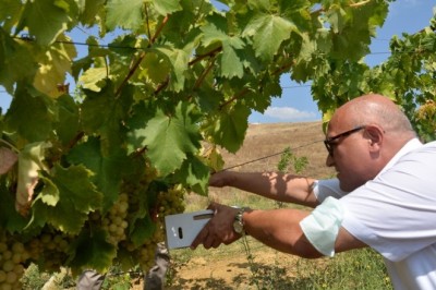 3 bin 80 dekar alanda üzüm yetiştiriciliği yapılıyor